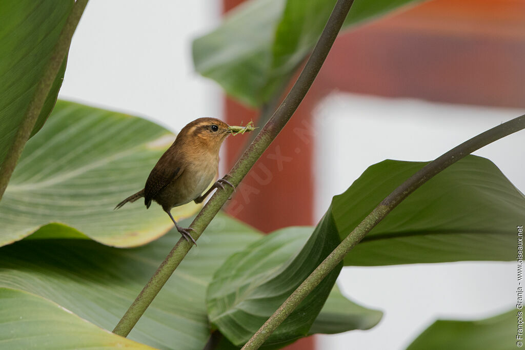 Mountain Wrenadult, feeding habits