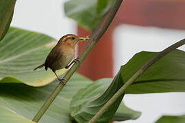 Mountain Wren