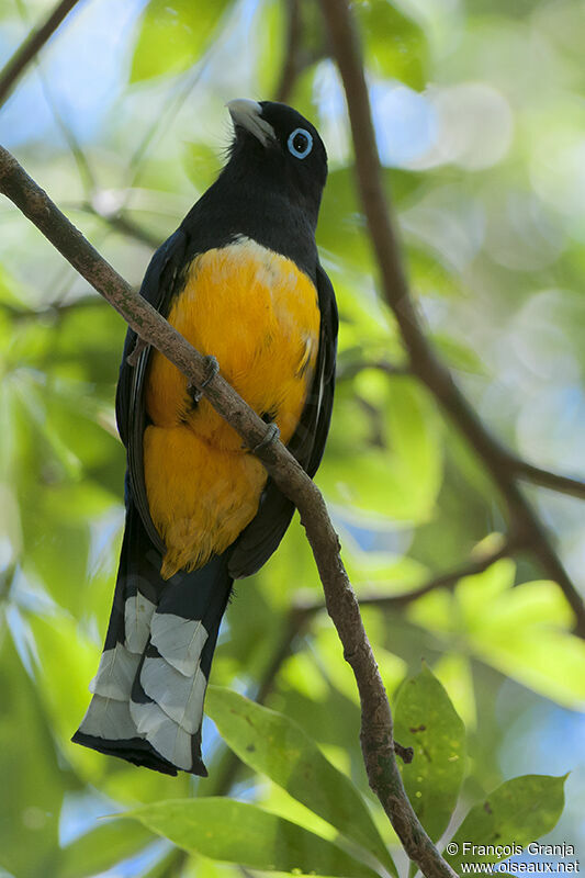 Trogon à tête noireadulte