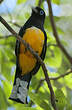 Trogon à tête noire