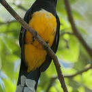 Trogon à tête noire