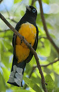 Trogon à tête noire