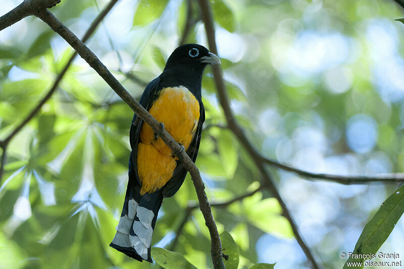 Trogon à tête noireadulte