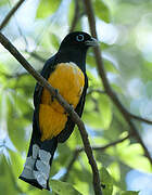 Trogon à tête noire