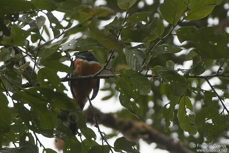 Collared Trogon (aurantiiventris)adult