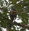 Trogon à ventre orange