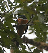 Trogon à ventre orange