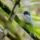 Trogon aurore
