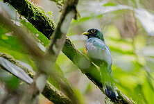 Trogon aurore