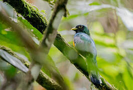 Black-throated Trogon