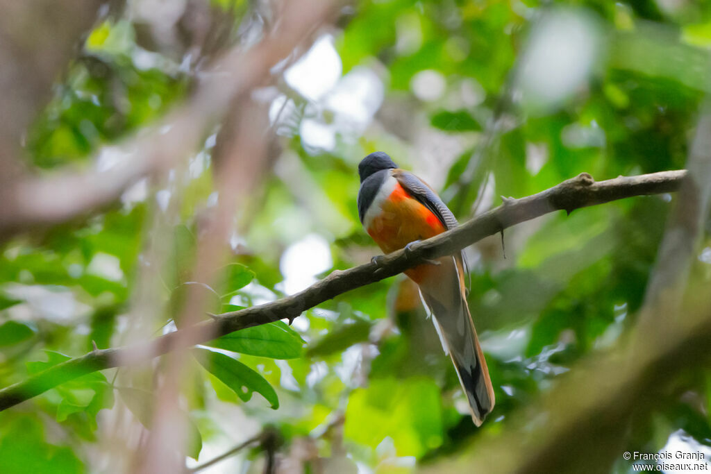 Trogon de Malabarimmature