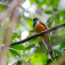 Trogon de Malabar