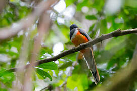 Trogon de Malabar