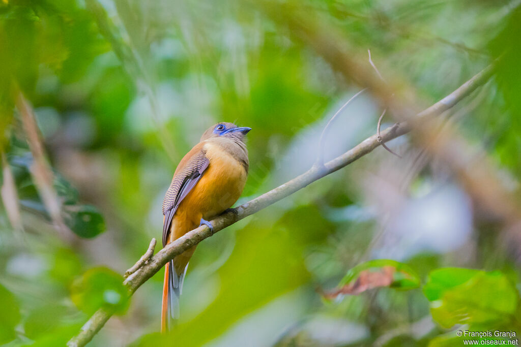 Trogon de Malabar femelle