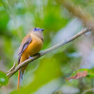 Trogon de Malabar