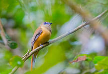 Trogon de Malabar