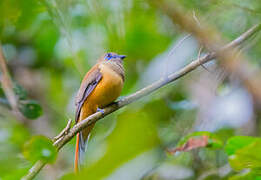 Trogon de Malabar