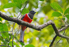 Trogon de Malabar