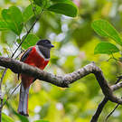 Trogon de Malabar