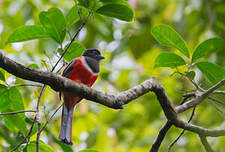 Trogon de Malabar