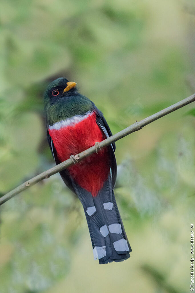 Trogon masqué mâle