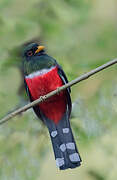 Masked Trogon