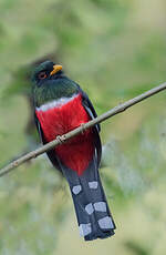 Trogon masqué