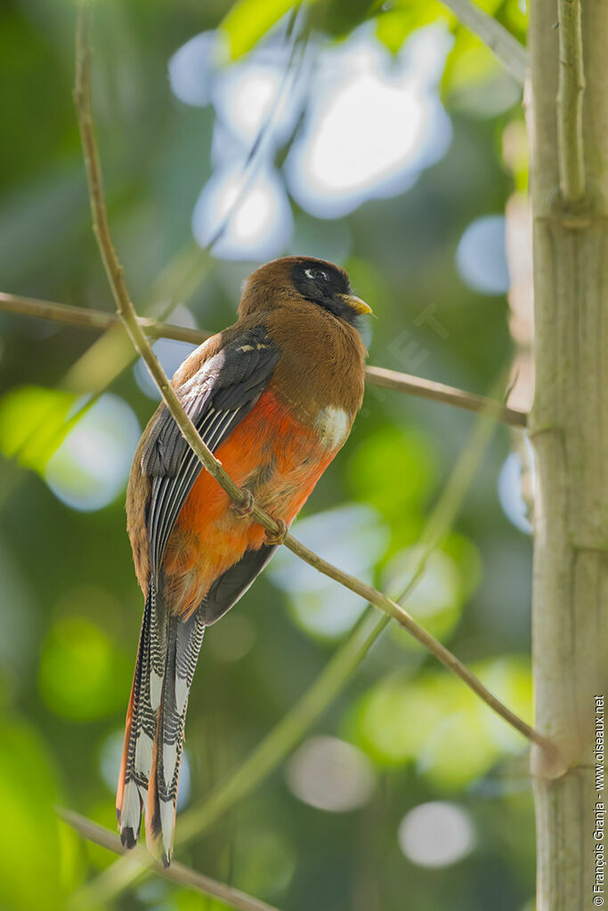 Trogon masqué femelle