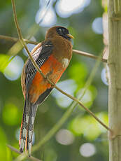 Trogon masqué