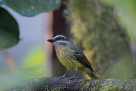 Golden-crowned Flycatcher