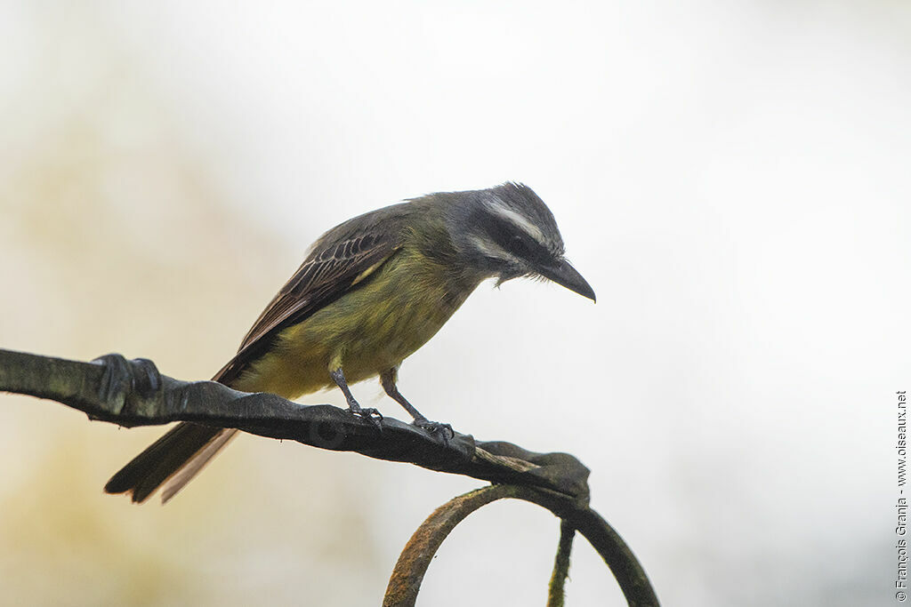 Golden-crowned Flycatcher