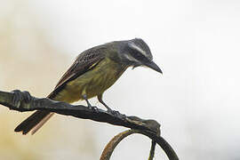 Golden-crowned Flycatcher