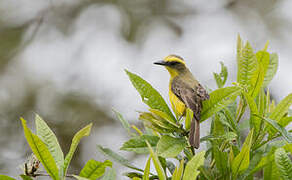 Lemon-browed Flycatcher