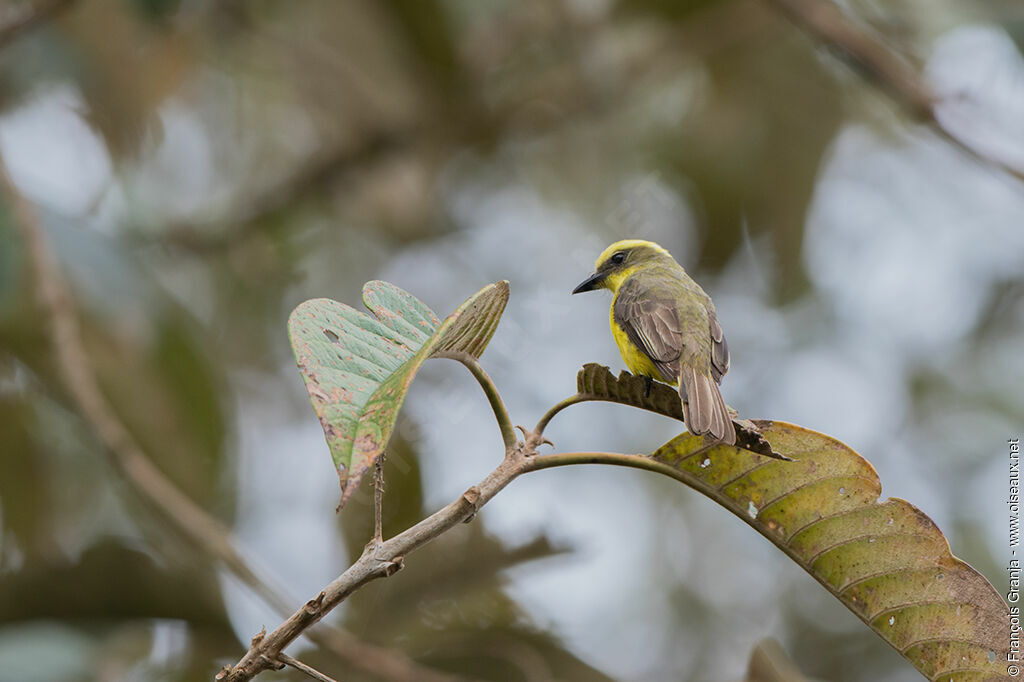 Lemon-browed Flycatcher