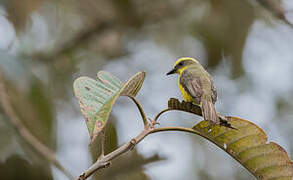 Lemon-browed Flycatcher