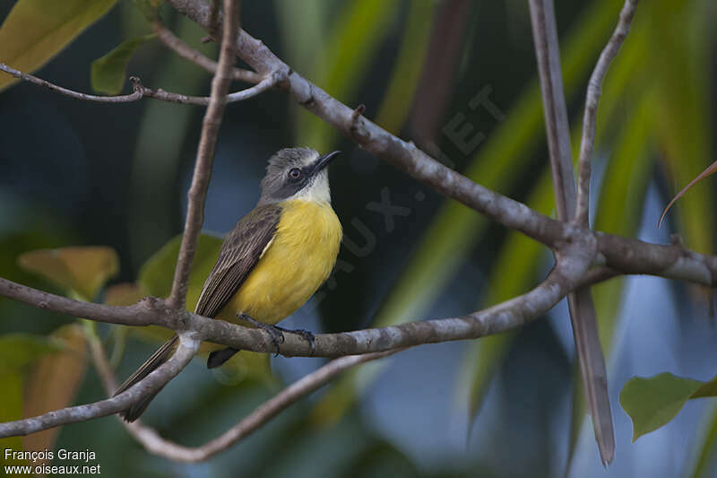 Grey-capped Flycatcheradult, identification