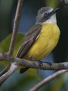 Grey-capped Flycatcher