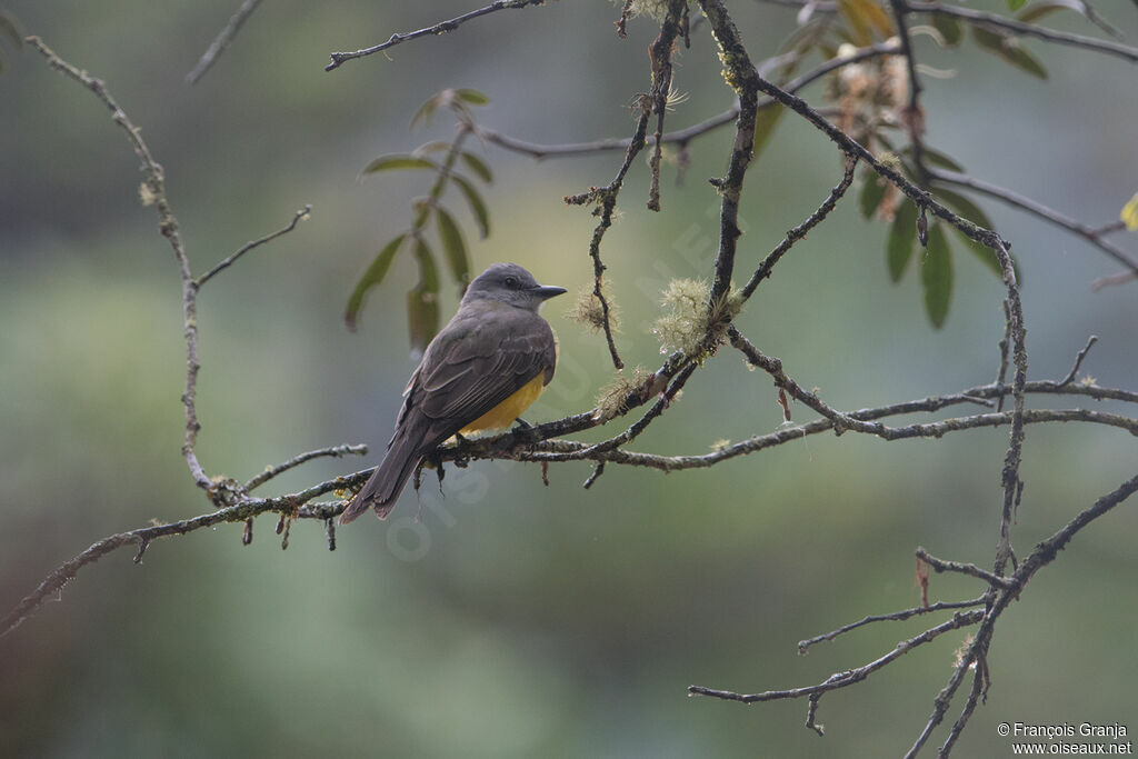 Grey-capped Flycatcher