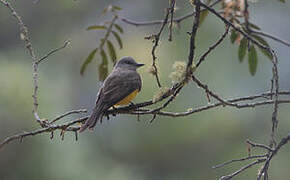 Grey-capped Flycatcher