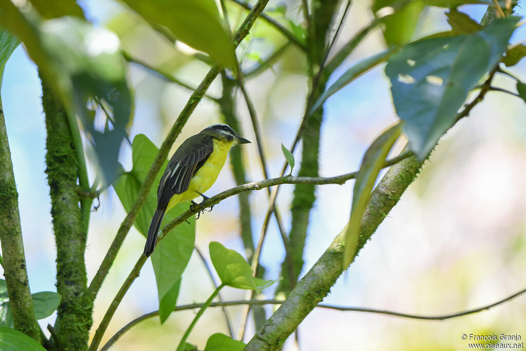 Golden-bellied Flycatcher