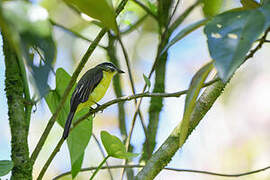 Golden-bellied Flycatcher