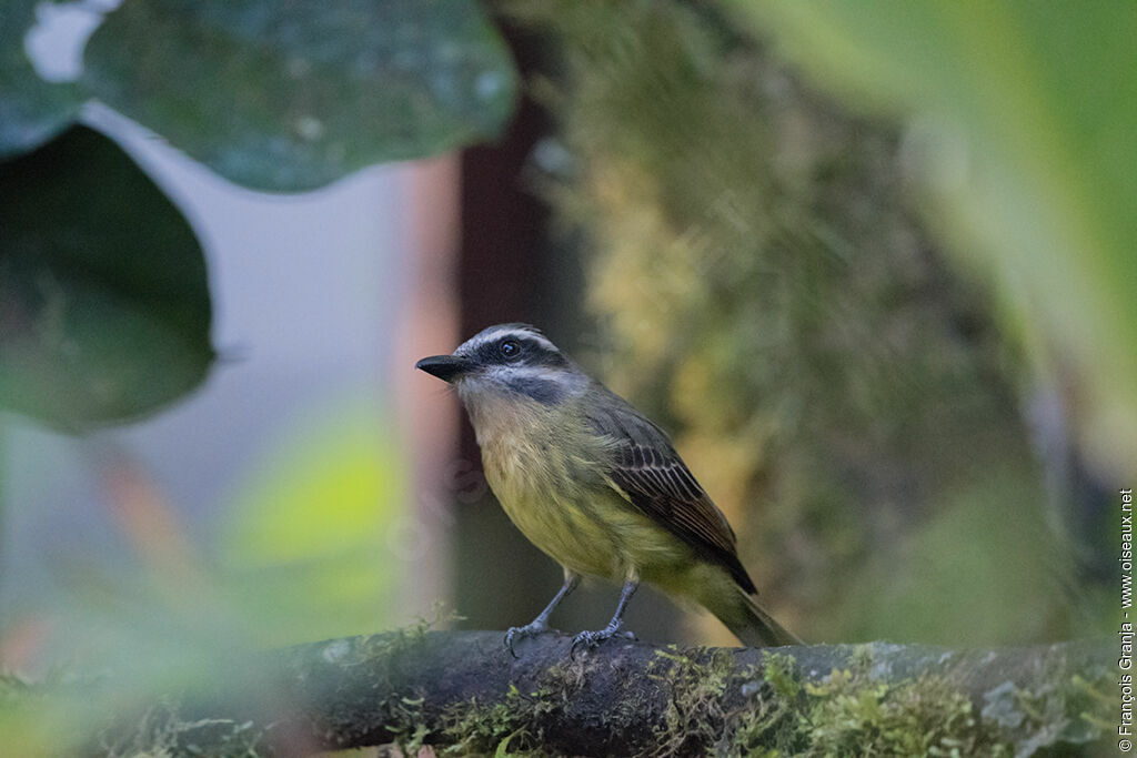 Tyran à ventre d'or