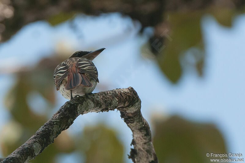 Streaked Flycatcheradult