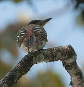 Streaked Flycatcher