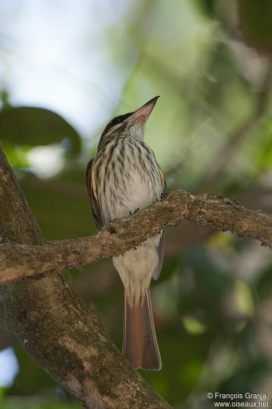 Streaked Flycatcheradult