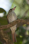 Streaked Flycatcher