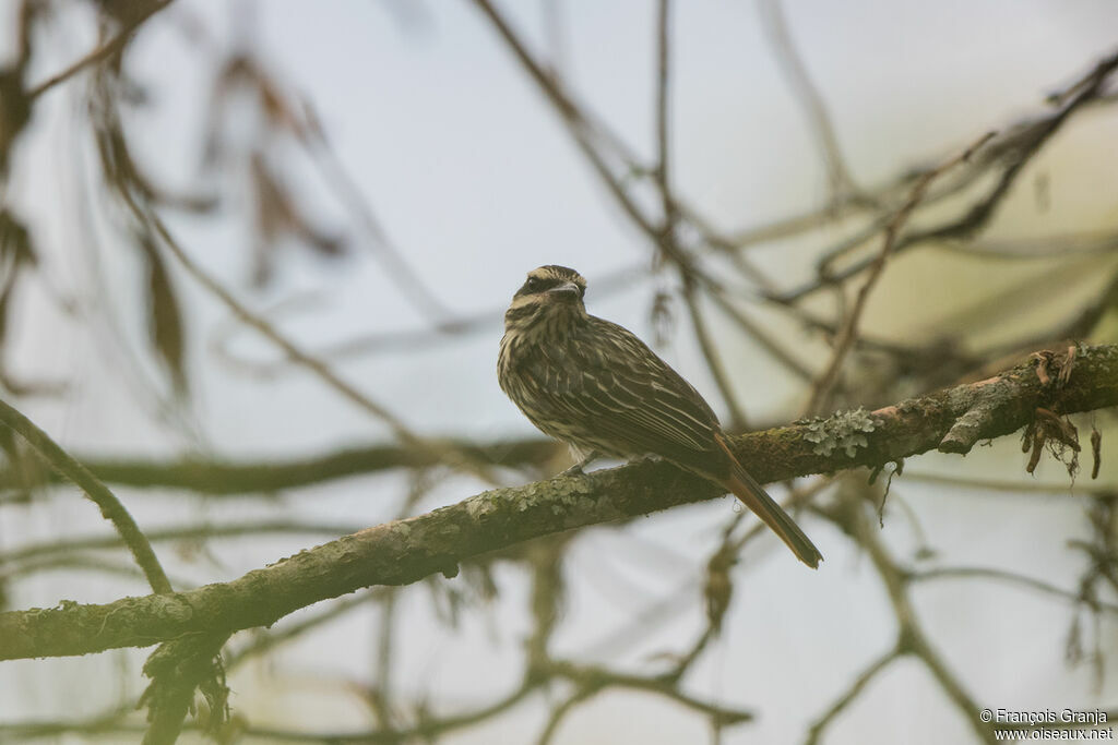 Streaked Flycatcher