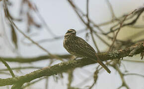 Streaked Flycatcher