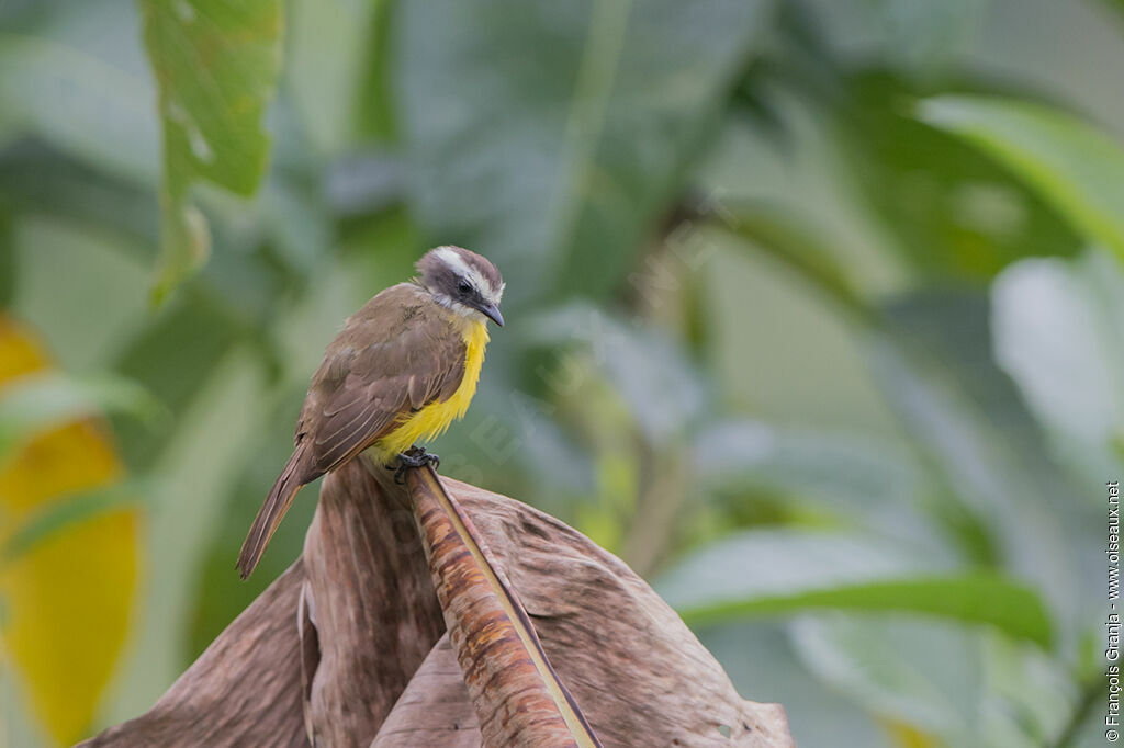 Rusty-margined Flycatcher