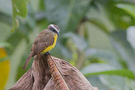 Rusty-margined Flycatcher